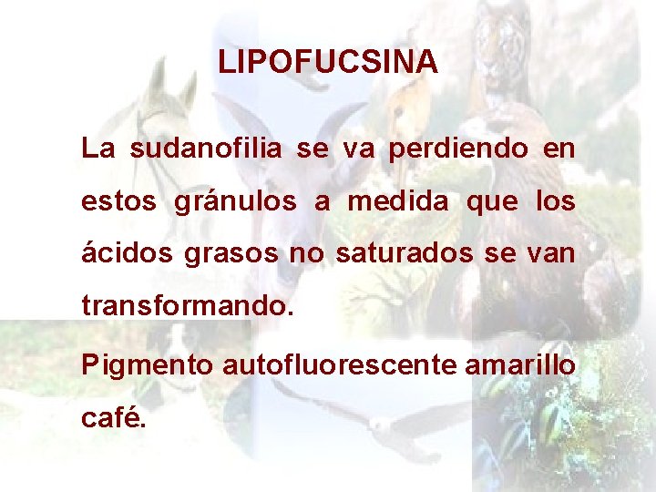 LIPOFUCSINA La sudanofilia se va perdiendo en estos gránulos a medida que los ácidos