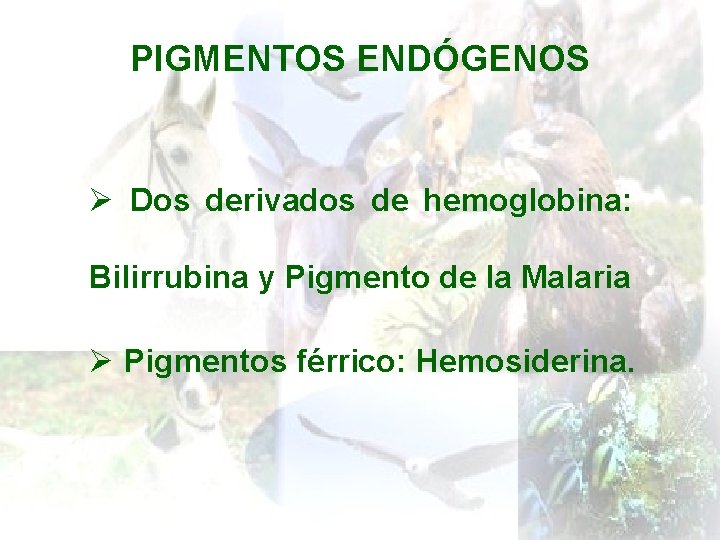 PIGMENTOS ENDÓGENOS Ø Dos derivados de hemoglobina: Bilirrubina y Pigmento de la Malaria Ø
