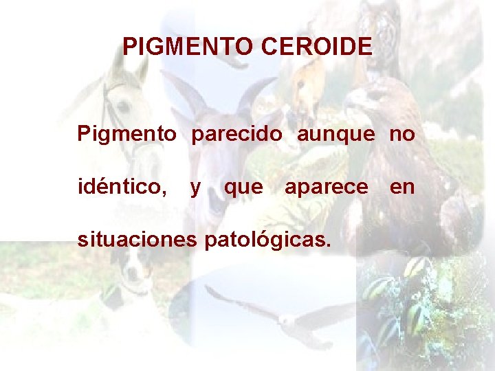 PIGMENTO CEROIDE Pigmento parecido aunque no idéntico, y que aparece situaciones patológicas. en 