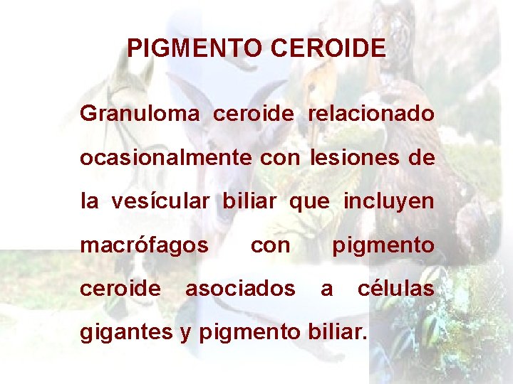 PIGMENTO CEROIDE Granuloma ceroide relacionado ocasionalmente con lesiones de la vesícular biliar que incluyen
