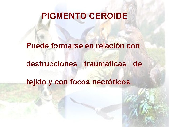 PIGMENTO CEROIDE Puede formarse en relación con destrucciones traumáticas de tejido y con focos