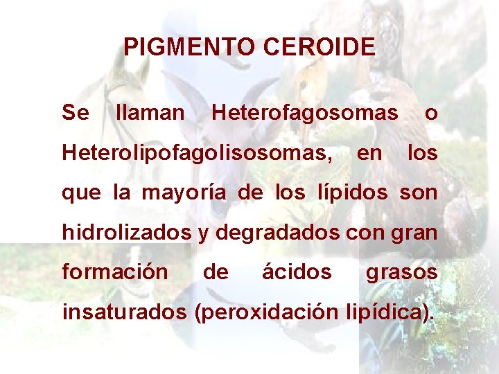 PIGMENTO CEROIDE Se llaman Heterofagosomas Heterolipofagolisosomas, en o los que la mayoría de los