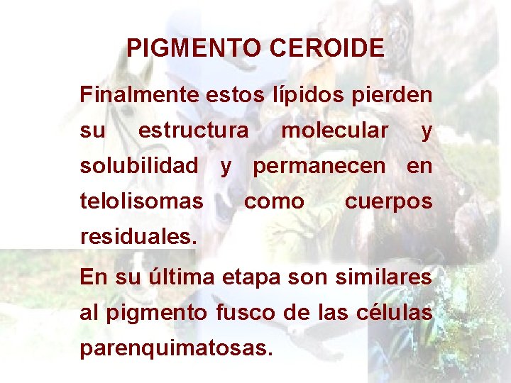 PIGMENTO CEROIDE Finalmente estos lípidos pierden su estructura molecular y solubilidad y permanecen en