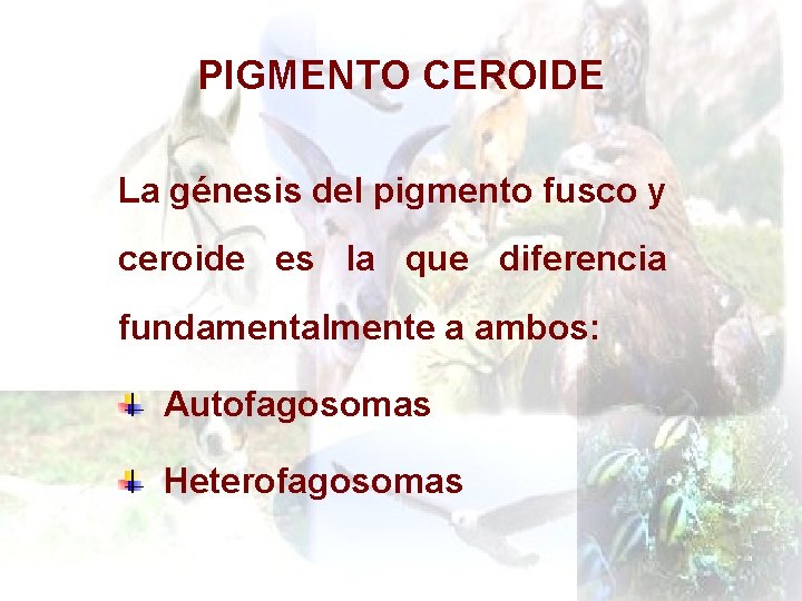 PIGMENTO CEROIDE La génesis del pigmento fusco y ceroide es la que diferencia fundamentalmente