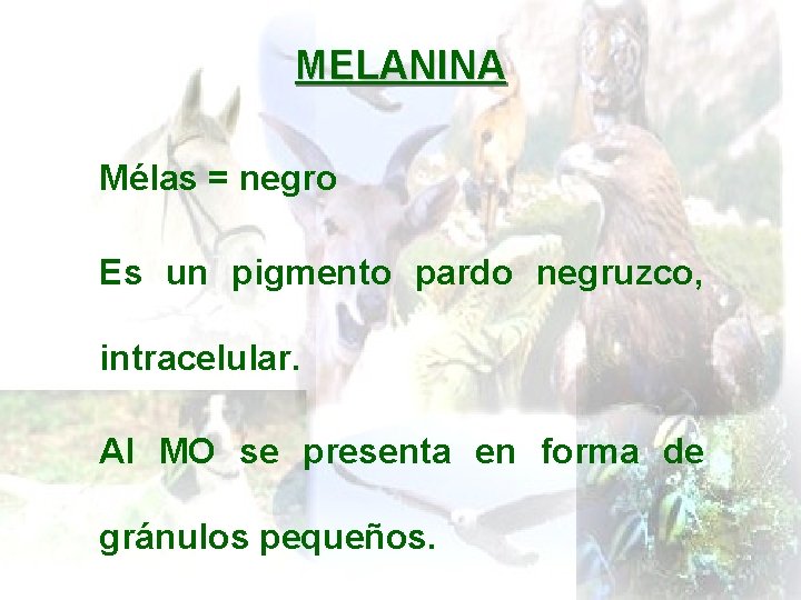 MELANINA Mélas = negro Es un pigmento pardo negruzco, intracelular. Al MO se presenta