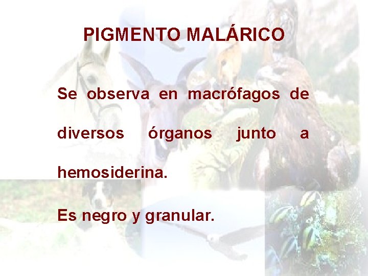 PIGMENTO MALÁRICO Se observa en macrófagos de diversos órganos hemosiderina. Es negro y granular.