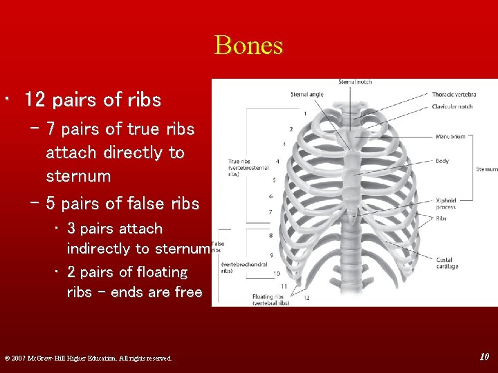 Bones • 12 pairs of ribs – 7 pairs of true ribs attach directly