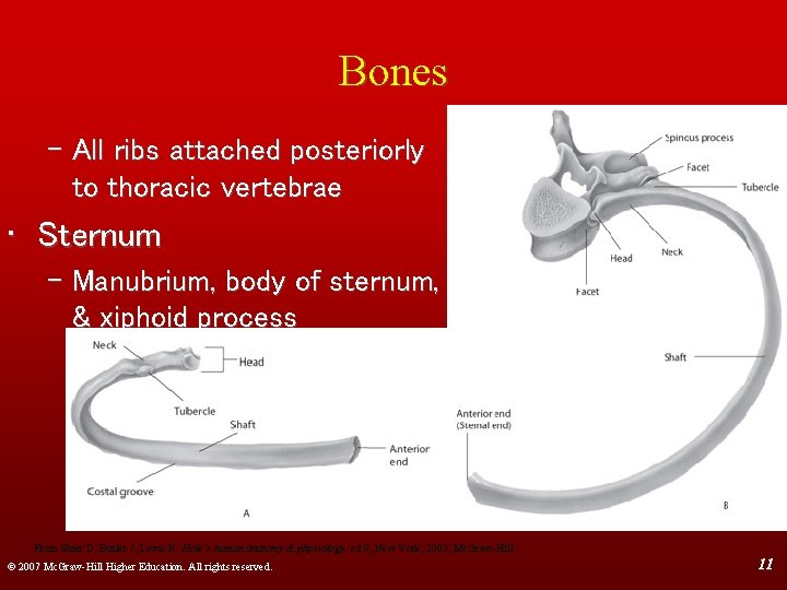 Bones – All ribs attached posteriorly to thoracic vertebrae • Sternum – Manubrium, body