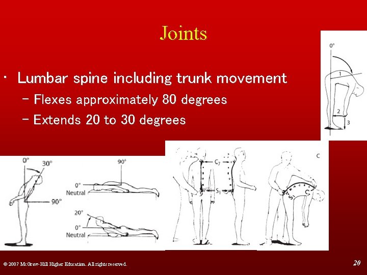 Joints • Lumbar spine including trunk movement – Flexes approximately 80 degrees – Extends