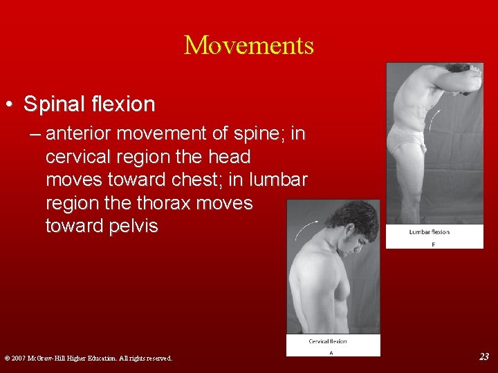 Movements • Spinal flexion – anterior movement of spine; in cervical region the head