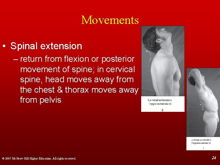 Movements • Spinal extension – return from flexion or posterior movement of spine; in