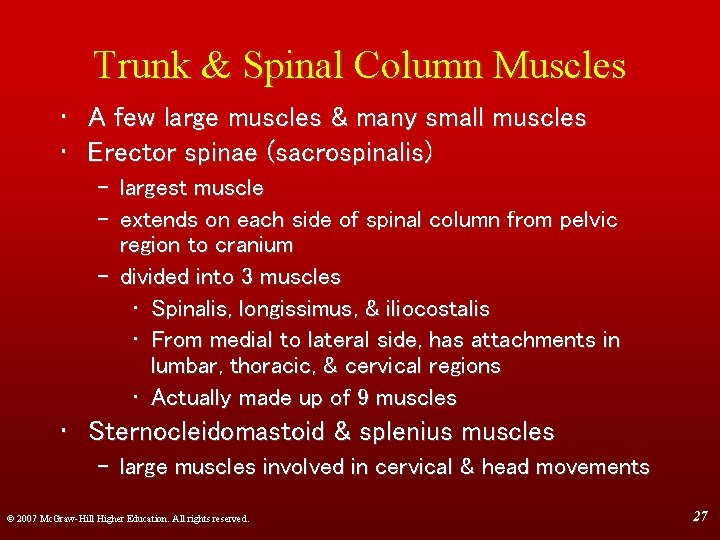 Trunk & Spinal Column Muscles • A few large muscles & many small muscles