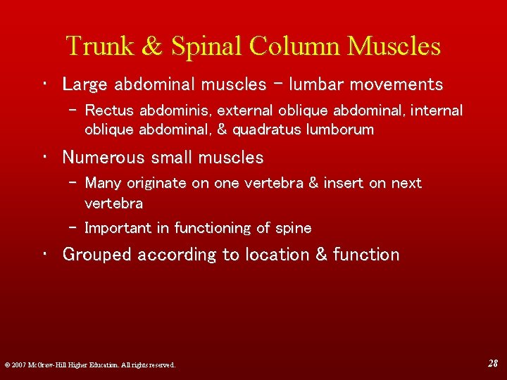 Trunk & Spinal Column Muscles • Large abdominal muscles - lumbar movements – Rectus
