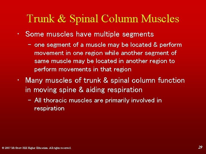 Trunk & Spinal Column Muscles • Some muscles have multiple segments – one segment