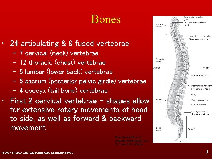 Bones • 24 articulating & 9 fused vertebrae – – – 7 cervical (neck)