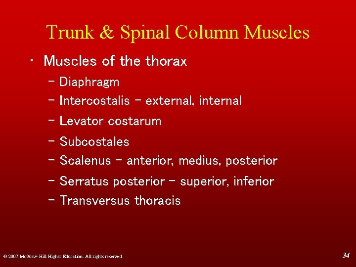 Trunk & Spinal Column Muscles • Muscles of the thorax – Diaphragm – Intercostalis