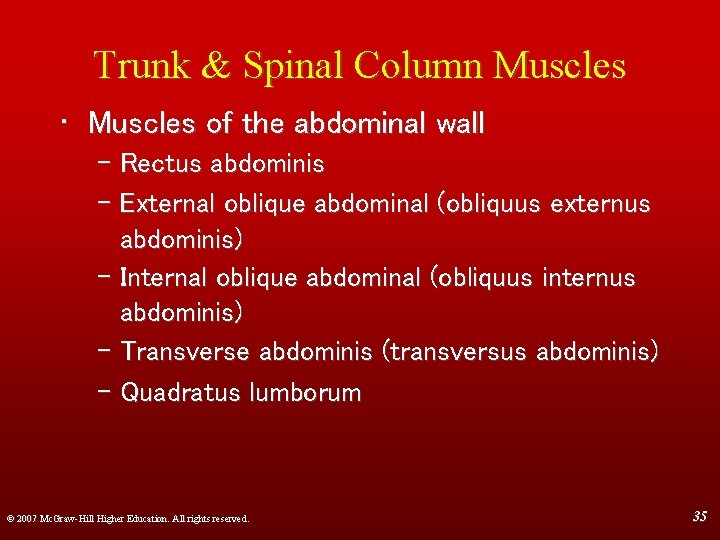 Trunk & Spinal Column Muscles • Muscles of the abdominal wall – Rectus abdominis