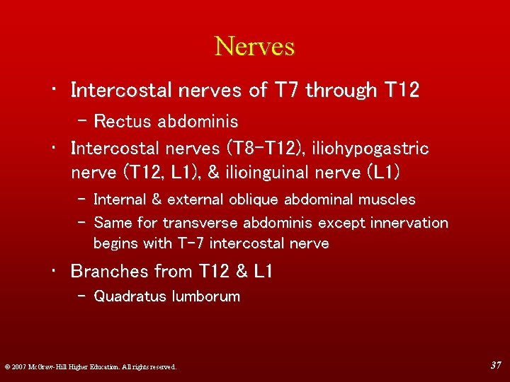 Nerves • Intercostal nerves of T 7 through T 12 – Rectus abdominis •