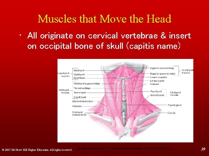 Muscles that Move the Head • All originate on cervical vertebrae & insert on