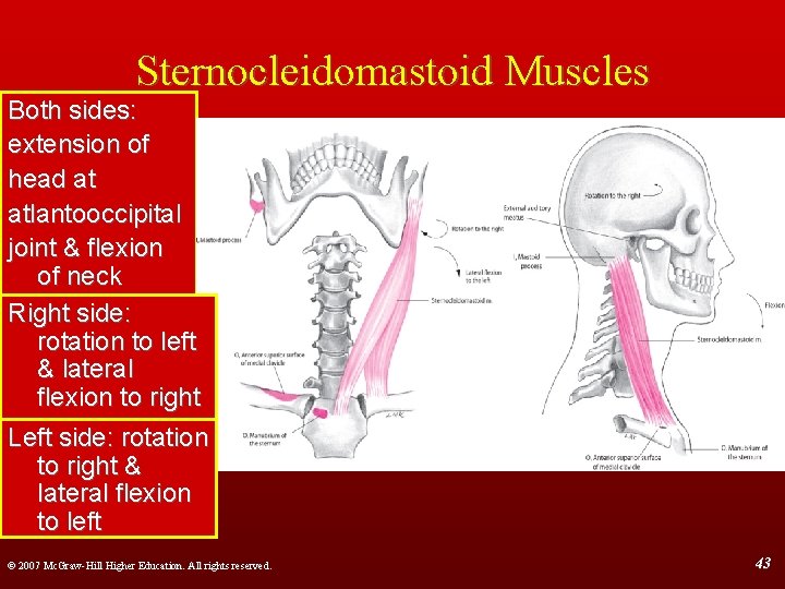 Sternocleidomastoid Muscles Both sides: extension of head at atlantooccipital joint & flexion of neck