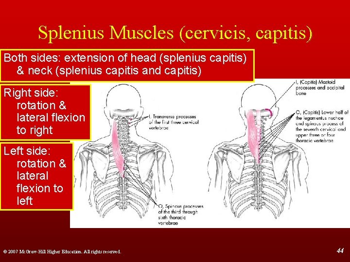 Splenius Muscles (cervicis, capitis) Both sides: extension of head (splenius capitis) & neck (splenius