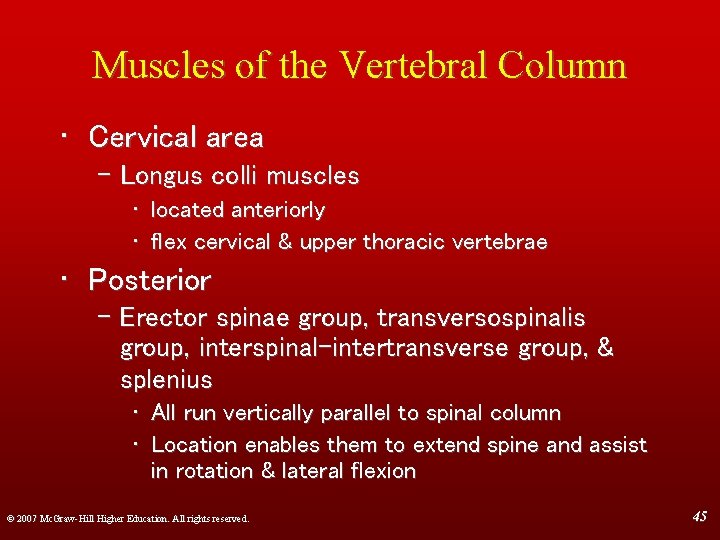 Muscles of the Vertebral Column • Cervical area – Longus colli muscles • located