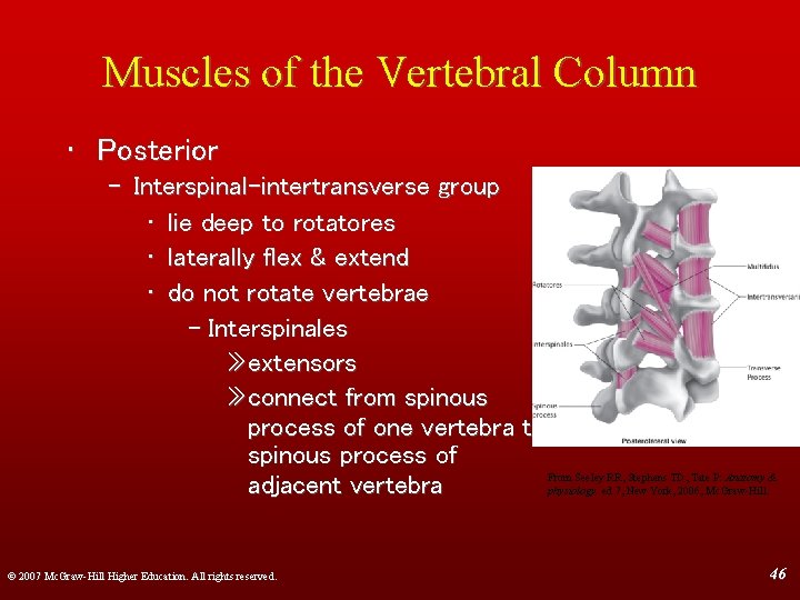 Muscles of the Vertebral Column • Posterior – Interspinal-intertransverse group • lie deep to