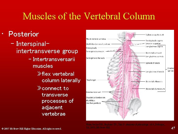 Muscles of the Vertebral Column • Posterior – Interspinalintertransverse group – Intertransversarii muscles »
