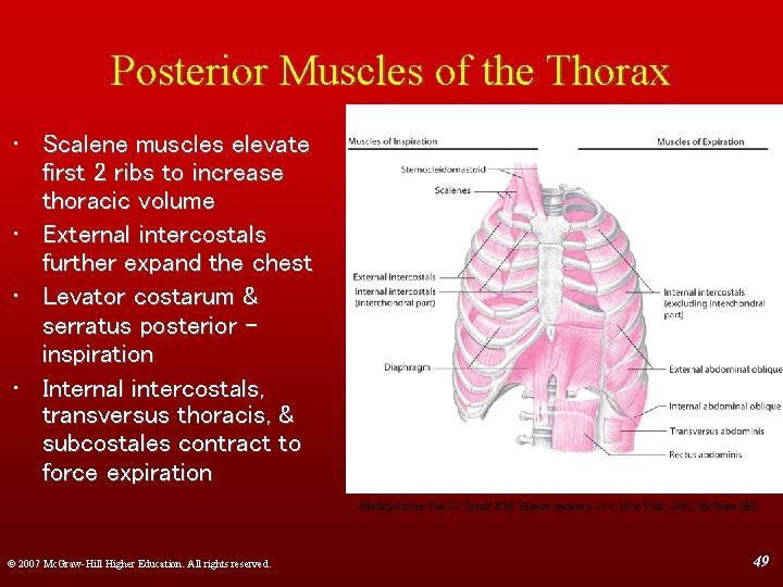 Posterior Muscles of the Thorax • Scalene muscles elevate first 2 ribs to increase