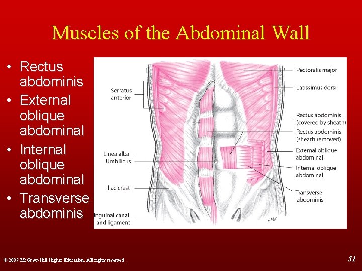 Muscles of the Abdominal Wall • Rectus abdominis • External oblique abdominal • Internal