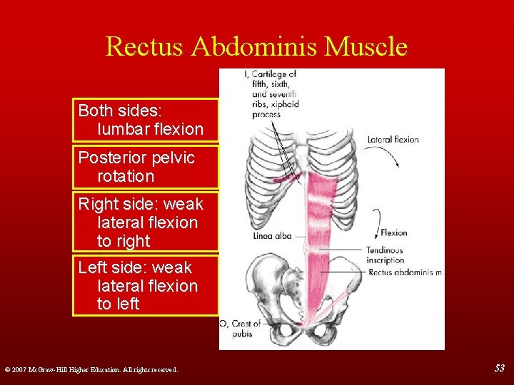 Rectus Abdominis Muscle Both sides: lumbar flexion Posterior pelvic rotation Right side: weak lateral