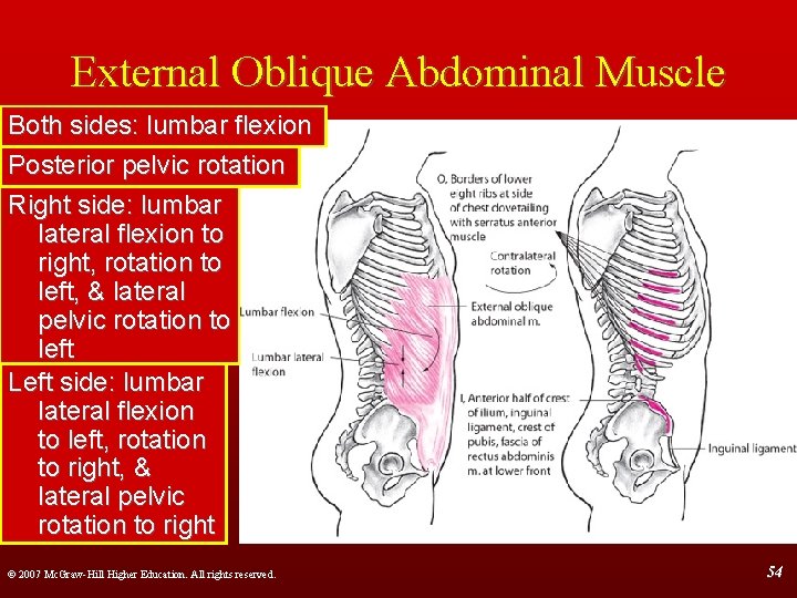 External Oblique Abdominal Muscle Both sides: lumbar flexion Posterior pelvic rotation Right side: lumbar