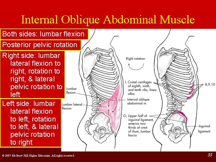 Internal Oblique Abdominal Muscle Both sides: lumbar flexion Posterior pelvic rotation Right side: lumbar