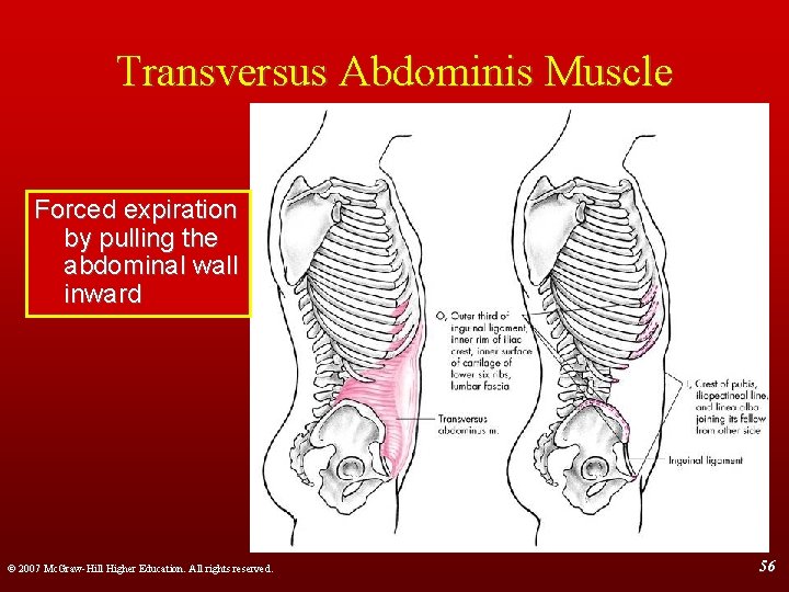 Transversus Abdominis Muscle Forced expiration by pulling the abdominal wall inward © 2007 Mc.