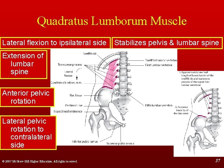Quadratus Lumborum Muscle Lateral flexion to ipsilateral side Stabilizes pelvis & lumbar spine Extension