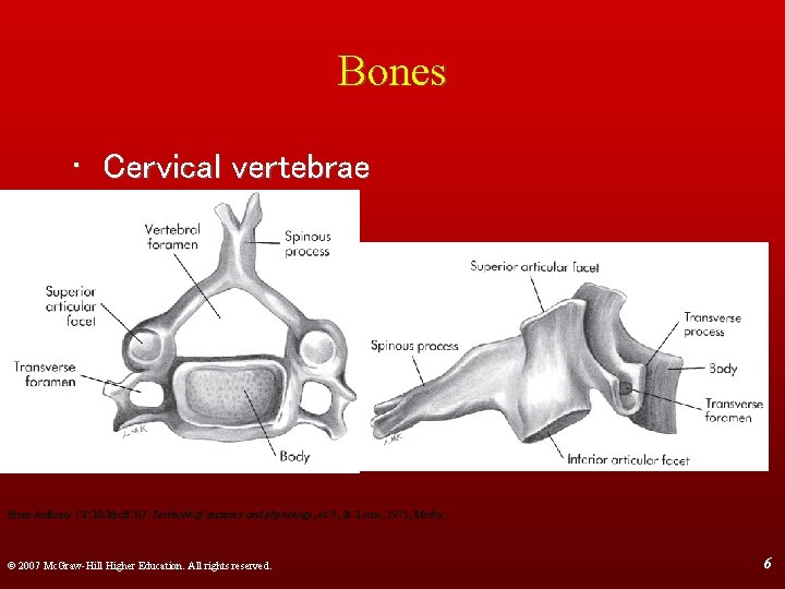 Bones • Cervical vertebrae From Anthony CP, Kolthoff NJ: Textbook of anatomy and physiology,