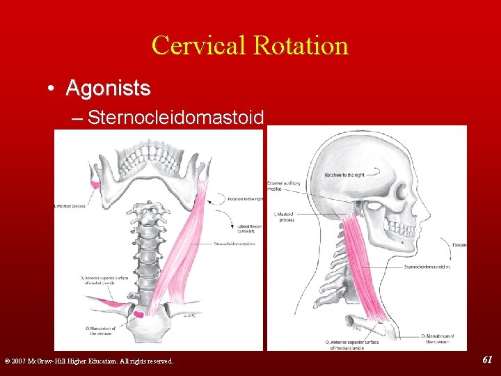 Cervical Rotation • Agonists – Sternocleidomastoid © 2007 Mc. Graw-Hill Higher Education. All rights