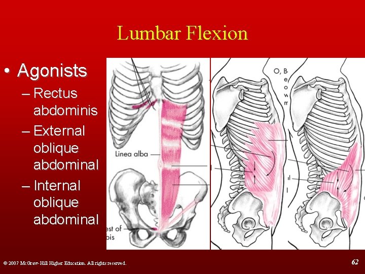 Lumbar Flexion • Agonists – Rectus abdominis – External oblique abdominal – Internal oblique