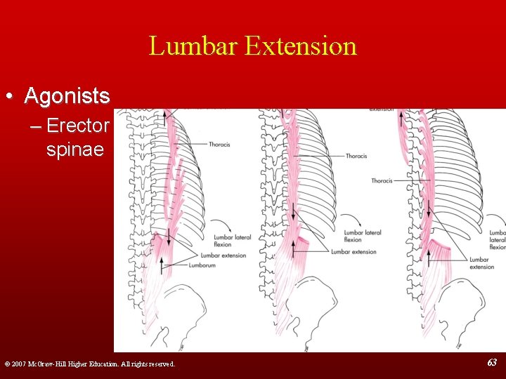 Lumbar Extension • Agonists – Erector spinae © 2007 Mc. Graw-Hill Higher Education. All