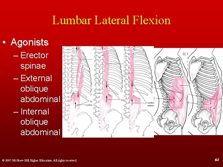 Lumbar Lateral Flexion • Agonists – Erector spinae – External oblique abdominal – Internal