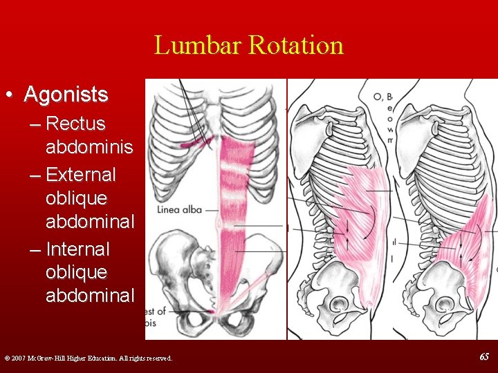 Lumbar Rotation • Agonists – Rectus abdominis – External oblique abdominal – Internal oblique
