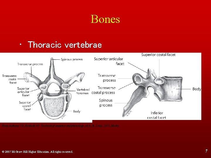 Bones • Thoracic vertebrae From Anthony CP, Kolthoff NJ: Textbook of anatomy and physiology,