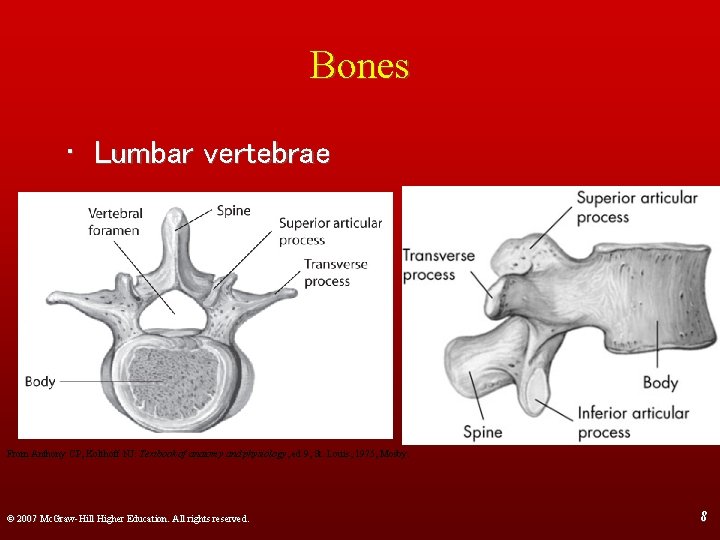 Bones • Lumbar vertebrae From Anthony CP, Kolthoff NJ: Textbook of anatomy and physiology,