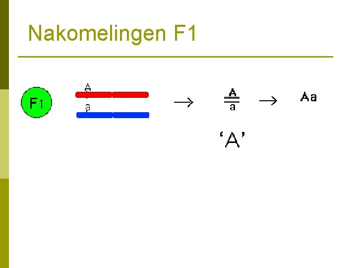 Nakomelingen F 1 