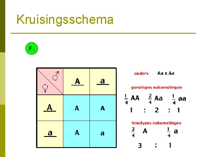 Kruisingsschema 