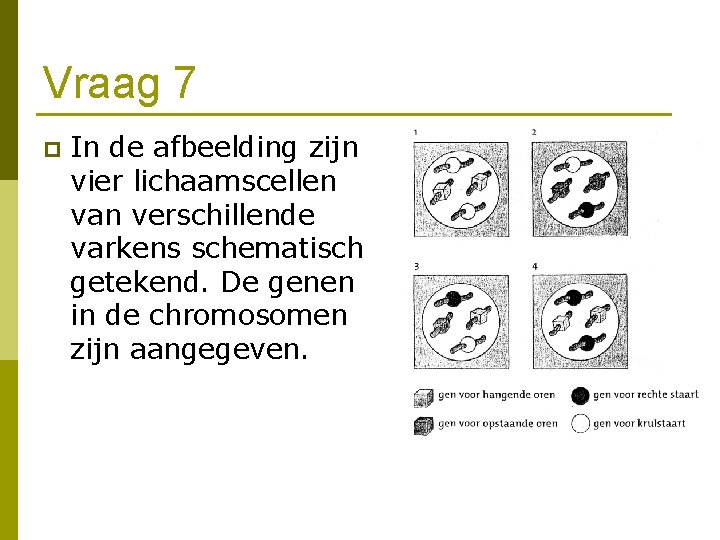 Vraag 7 p In de afbeelding zijn vier lichaamscellen van verschillende varkens schematisch getekend.