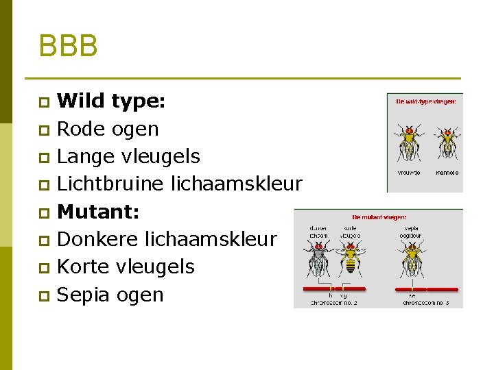 BBB Wild type: p Rode ogen p Lange vleugels p Lichtbruine lichaamskleur p Mutant: