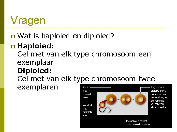 Vragen Wat is haploied en diploied? p Haploied: Cel met van elk type chromosoom