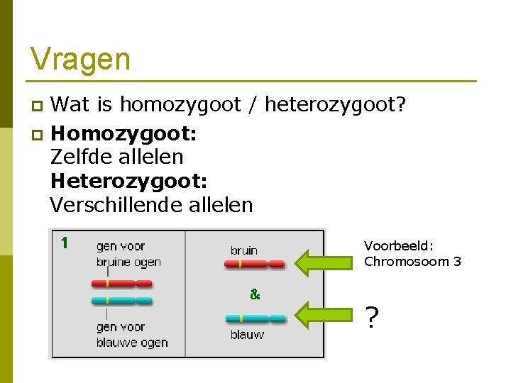 Vragen Wat is homozygoot / heterozygoot? p Homozygoot: Zelfde allelen Heterozygoot: Verschillende allelen p