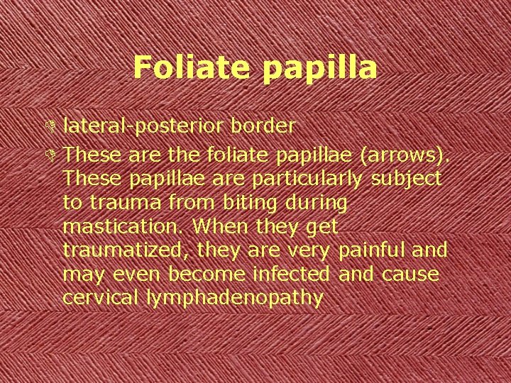 Foliate papilla D lateral-posterior border D These are the foliate papillae (arrows). These papillae